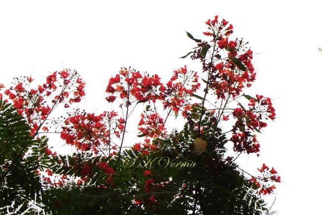  Inflorescences